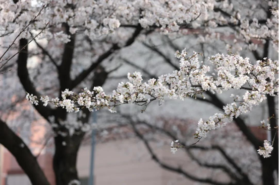 说明: //rcb.91-bbs.com/__local/0/0E/1A/F90418D62B9F0009BCED62872C7_74EA8EE1_1382B8.png